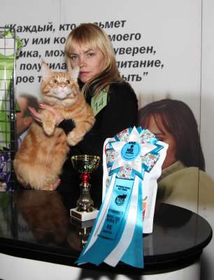 Выставка кошек 'Осенний Кэт-Салон' 30 ноября-1 декабря 2013., WCF-ринги 2663